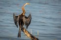 106 Bundala NP, indische slangenhalsvogel